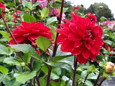 红色激情花