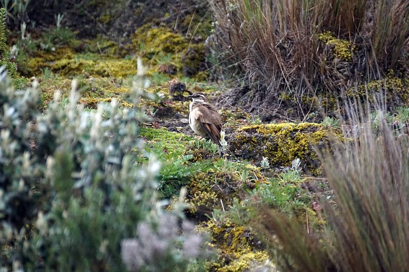 Stout-billed cinclodes