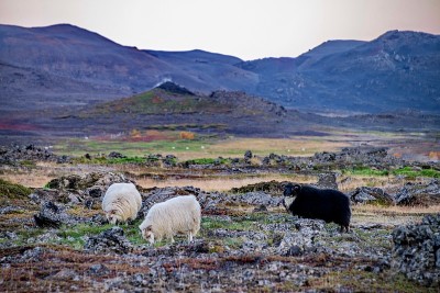 Grazing sheeps
