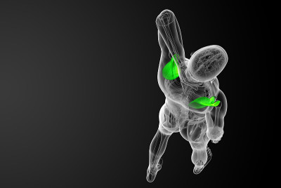 肩胛骨的3d渲染医学插图