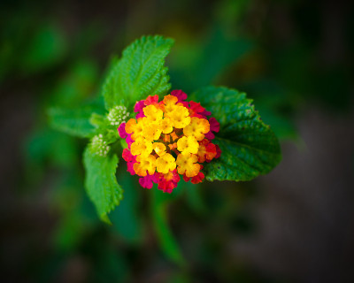 黄色和红色的花