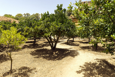 科林贝特拉花园的自然景观(Giardino della kolybetra)在寺庙的山谷，阿格里根托