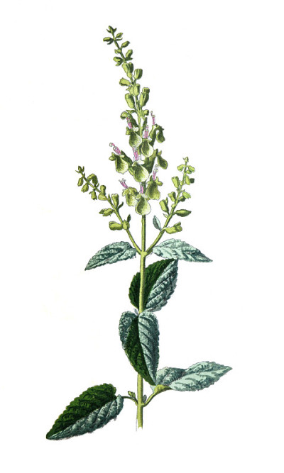 木鼠尾草或鼠尾草花。古董手绘田野花卉插图。古董花。野花插图。19世纪。