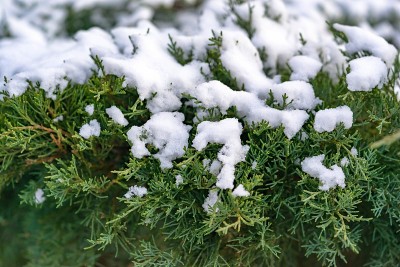 冷杉的绿色灌木被雪覆盖着