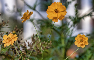 明亮的黄色Zinnias