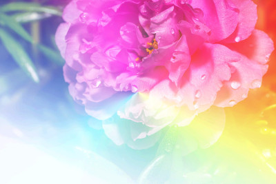 马齿苋花彩色滤镜