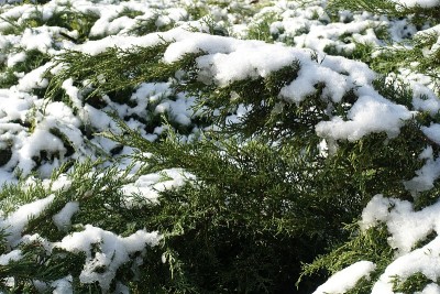 12月，杜松枝上的湿雪