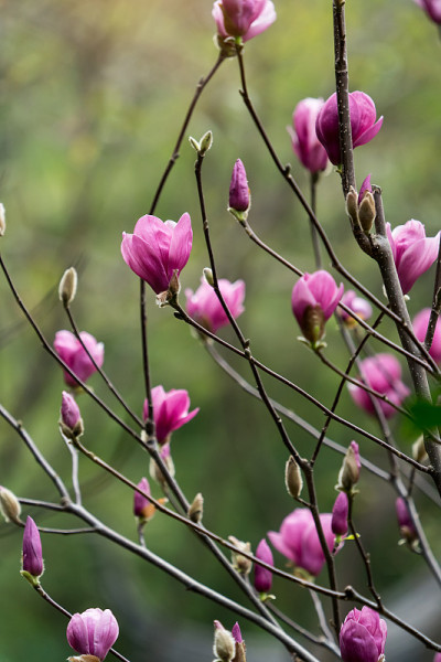 玉兰花