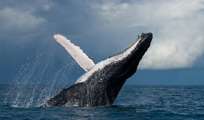 Humpback whale jumps out of the water.