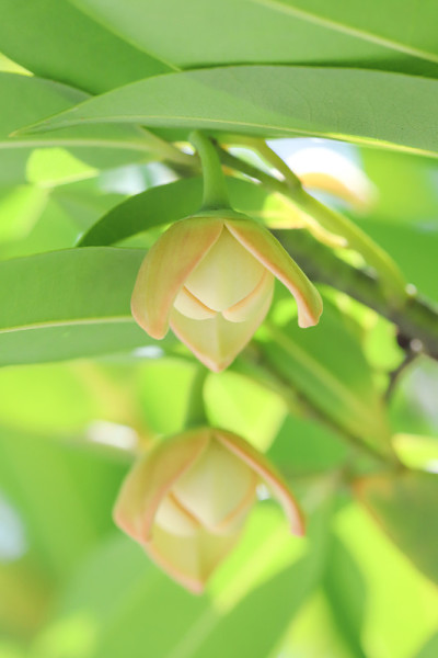 香椿花