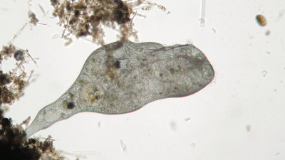 微生物Stentor或trumpet微生物是滤食性的