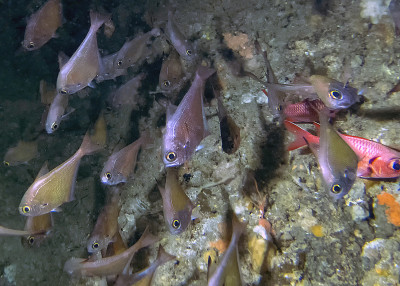 Dusky Sweepers (Pempheris adusta)的特写