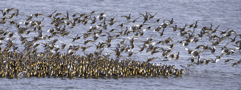 纽结(Calidris canutus)降落在露头上，Snettisham皇家鸟类保护协会保护区，北