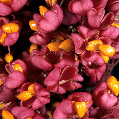 Euonymus, europaeus