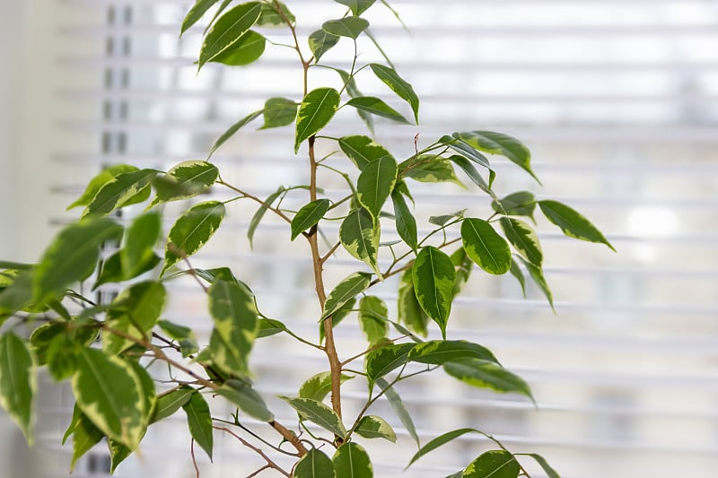 热带榕属植物Benjamina。家工厂。花的背景。