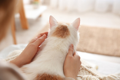 女人和可爱的毛绒绒的猫在室内，特写