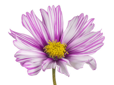 花孤立