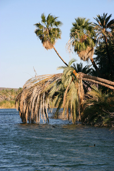 Laguna (lagoon) de San Ignacio, San Ignacio, Baja 