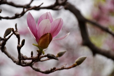 甜蜜的木兰开花