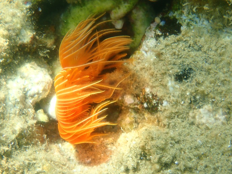 多毛纲光滑管虫或红点马蹄(管原体)海底极端特写