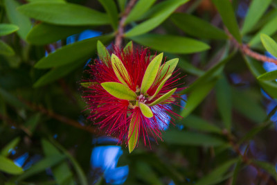 Callistemon
