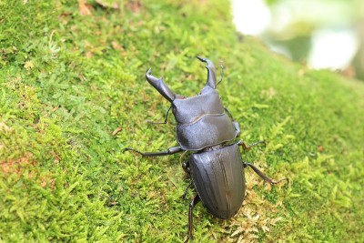 命运之日beetle