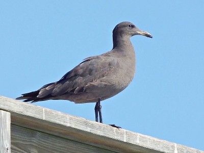 海尔曼氏海鸥(Larus heermanni)——幼鸟，在佛罗里达很罕见，ABA代码5是这个大陆上最