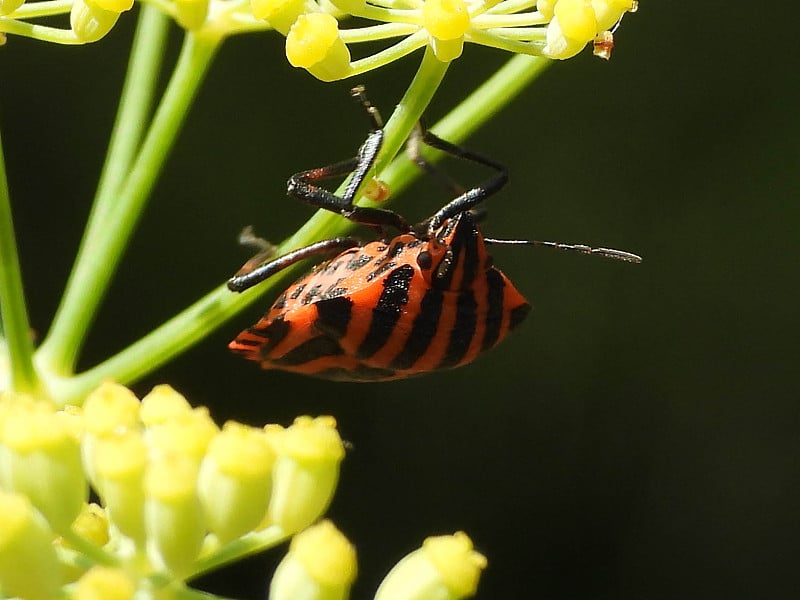 丑角虫（Graphosoma lineatum）