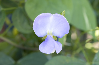 有翼的bean花