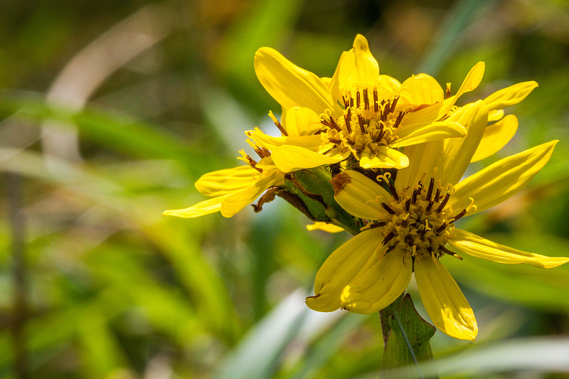 黄色野花(Ligularia hodgsonii)在阳光在Rebun岛，日本