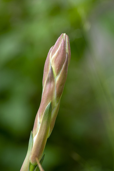 丝兰针线白花盛开，常绿灌木开花，花蕾高茎上