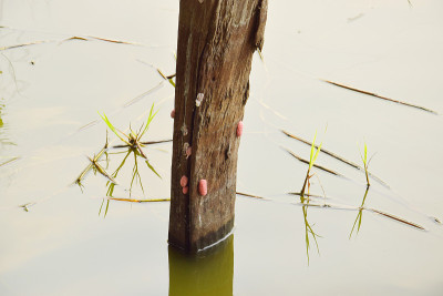 引导applesnail