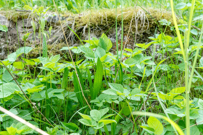 偏航和goutweed