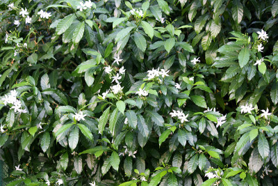 黑纱茉莉花