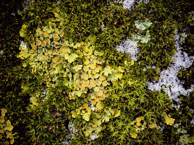 树皮上的绿色苔藓和地衣