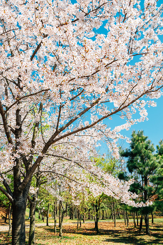 樱花盛开的仁川松岛日出公园