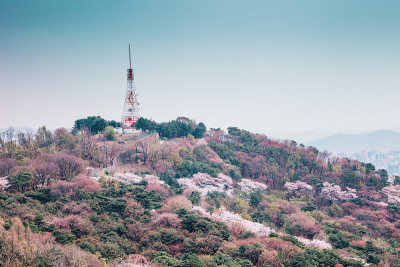 韩国南山首尔塔上的樱花山