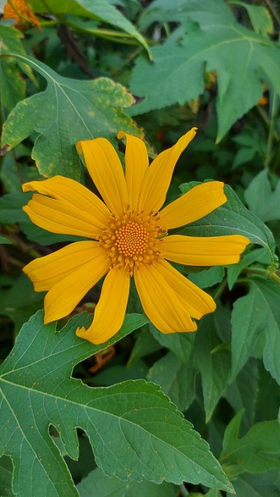 月亮花