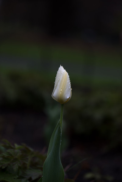 加拿大郁金香节