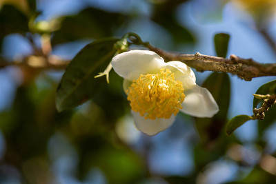阳光下，野生茶林里开着白花瓣、黄花芯的茶花
