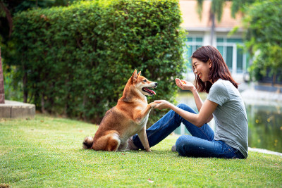 亚洲妇女在后院和柴犬玩耍。年轻女子正在训练狗狗握手问候