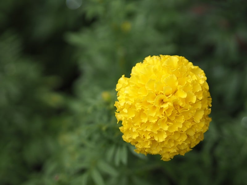 黄花非洲万寿菊，美洲，阿兹特克，大万寿菊学名万寿菊盛开在园林自然背景