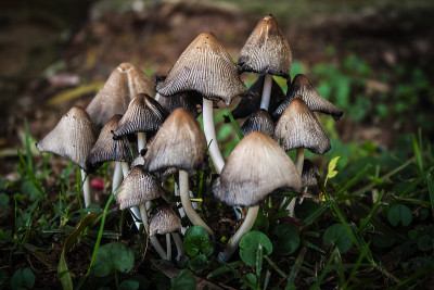 一簇野生墨帽蘑菇