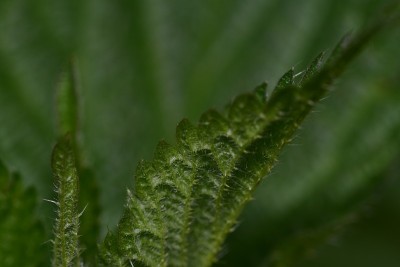 荨麻(荨麻属)