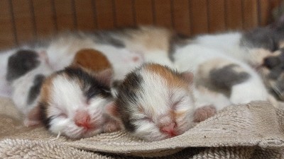 两只小猫