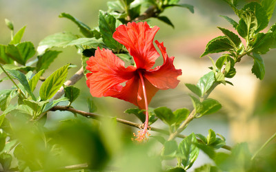 中国玫瑰(芙蓉)在花园里开花。