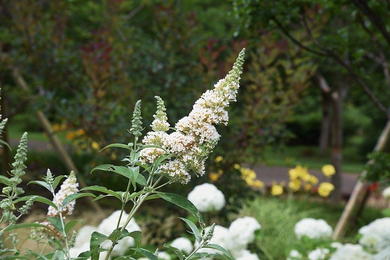 Buddleja