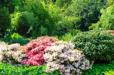 花园里或公园里生长的茂盛植物