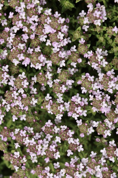 百里香的花