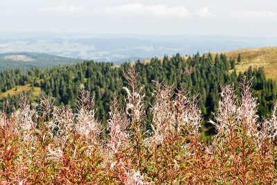黑森林(Schwarzwald)景观。